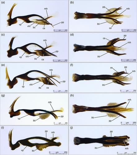 Integration of mitogenomic and morphological data disentangles the systematics of Pollenia and establishes a revised phylogenetic hypothesis for the Polleniidae