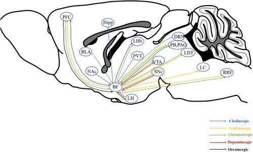 The role of the basal forebrain in general anesthesia