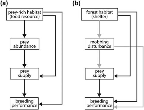 Anything for a quiet life: shelter from mobbers drives reproductive success in a top-level avian predator