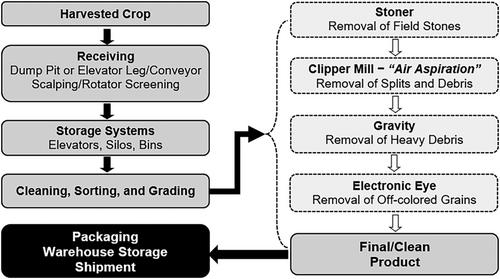 A review of lentil (Lens culinaris Medik) value chain: Postharvest handling, processing, and processed products