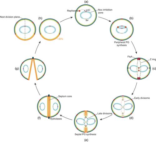 The cell cycle of Staphylococcus aureus: An updated review