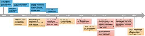 Tropomyosin receptor kinase B (TrkB) signalling: targeted therapy in neurogenic tumours