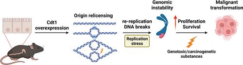 CDT1 drives replication overlicensing and enhances tumorigenesis in the gut†