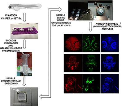 Stage-dependent localization of F-actin and Na+/K+-ATPase in zebrafish embryos detected using optimized cryosectioning immunostaining protocol