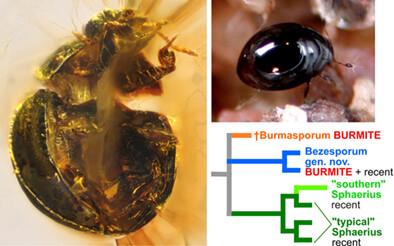 Phylogeny and systematics of Sphaeriusidae (Coleoptera: Myxophaga): minute living fossils with underestimated past and present-day diversity