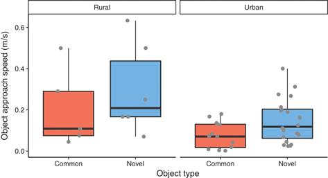 Object neophilia in wild herring gulls in urban and rural locations