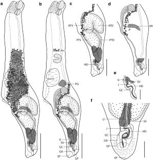 Description and Phylogenetic Relationships of Anhingatrema n. gen. (Digenea: Diplostomidae) with Two New Species from New World Anhingas (Aves: Anhingidae)