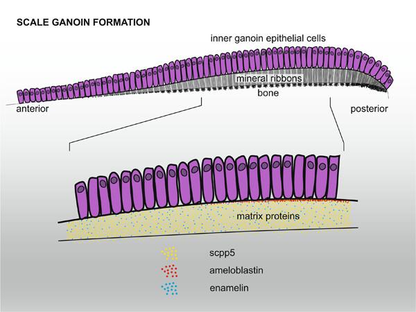 Ganoin and acrodin formation on scales and teeth in spotted gar: A vital role of enamelin in the unique process of enamel mineralization