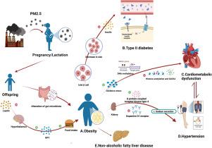 Predisposed obesity and long-term metabolic diseases from maternal exposure to fine particulate matter (PM2.5) — A review of its effect and potential mechanisms