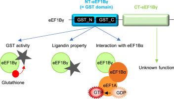 Genomic and functional insights into the diversification of the elongation factor eEF1Bγ in fungi