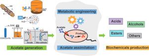 Metabolic engineering using acetate as a promising building block for the production of bio‐based chemicals