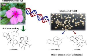 Bioproduction of monoterpene indole alkaloids in a single cell factory