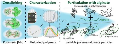 Unaided efficient transglutaminase cross-linking of whey proteins strongly impacts the formation and structure of protein alginate particles