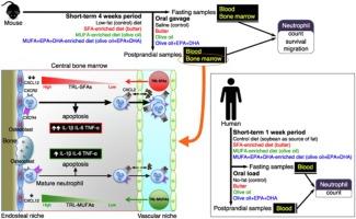 New evidence for dietary fatty acids in the neutrophil traffic between the bone marrow and the peripheral blood