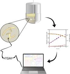 Genome-scale reconstruction and metabolic modelling of the fast-growing thermophile Geobacillus sp. LC300