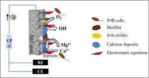 Corrosion of X65 steel by Pseudomonas sp. in planktonic and sessile states and inhibition effect of cathodic polarization