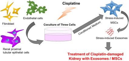 The therapeutical effects of damage-specific stress induced exosomes on the cisplatin nephrotoxicity IN VIVO