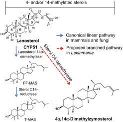 Sterol profiling of Leishmania parasites using a new HPLC-tandem mass spectrometry-based method and antifungal azoles as chemical probes reveals a key intermediate sterol that supports a branched ergosterol biosynthetic pathway