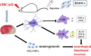 Bone Marrow-derived Mesenchymal Stem Cells Promote Microglia/Macrophage M2 Polarization and Enhance Neurogenesis in the Acute and Chronic Stages after Ischemic Stroke