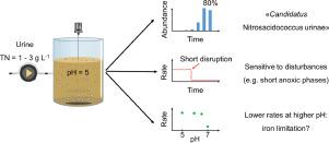 Ammonia oxidation by novel “Candidatus Nitrosacidococcus urinae” is sensitive to process disturbances at low pH and to iron limitation at neutral pH