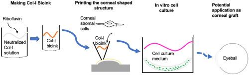 Corneal bioprinting using a high concentration pure collagen I transparent bioink