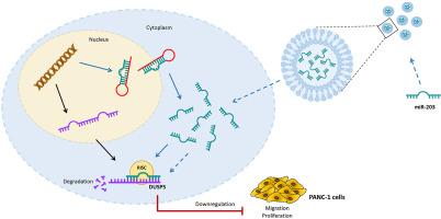 miR-203 suppresses pancreatic cancer cell proliferation and migration by modulating DUSP5 expression