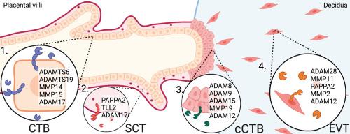 Transcriptomic mapping of the metzincin landscape in human trophoblasts