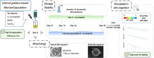 Effect of emulsification/internal gelation-based microencapsulation on the viability of Akkermansia muciniphila upon prolonged storage and simulated gastrointestinal passage