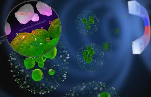 Manganese ferrite nanoparticle-algal cell interaction mechanisms for potential application in microalgae harvesting