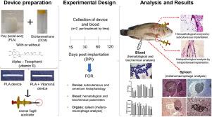 Device implant based on poly (lactic acid) with vitamin E for vaccine delivery system in Tilapia: Study for biocompatibility and biodegradation