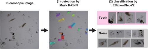 Automated detection of microfossil fish teeth from slide images using combined deep learning models