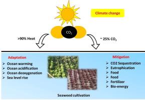 Seaweeds cultivation methods and their role in climate mitigation and environmental cleanup