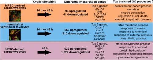 Transcriptomics reveal stretched human pluripotent stem cell-derived cardiomyocytes as an advantageous hypertrophy model