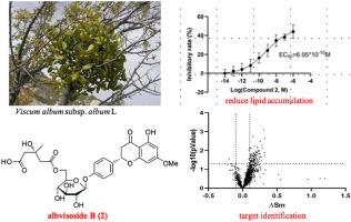 Dihydroflavonoid glycosides from Viscum album and their inhibitory effects on hepatic lipid accumulation and target identification