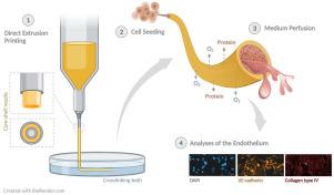 Human endothelial cells form an endothelium in freestanding collagen hollow filaments fabricated by direct extrusion printing