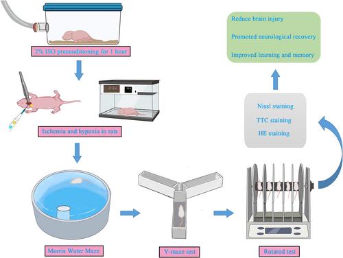 Protective effect of isoflurane preconditioning on neurological function in rats with HIE