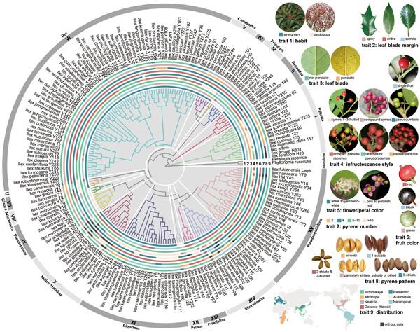 Time to update the sectional classification of Ilex (Aquifoliaceae): New insights from Ilex phylogeny, morphology, and distribution