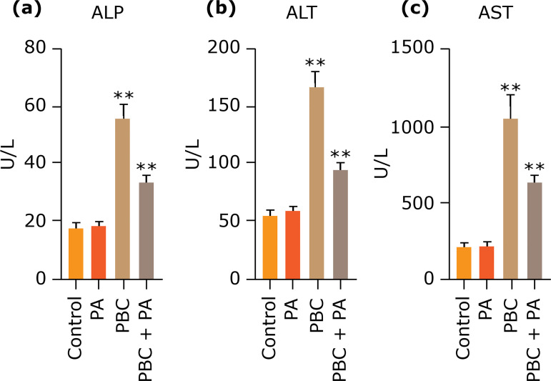 Paeoniflorin mitigates PBC-induced liver fibrosis by repressing NLRP3 formation.