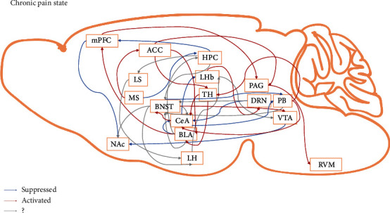 Current Understanding of the Neural Circuitry in the Comorbidity of Chronic Pain and Anxiety.