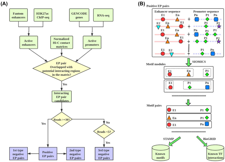 A systematic study of motif pairs that may facilitate enhancer-promoter interactions.