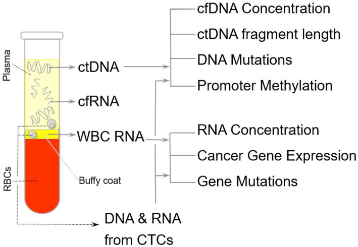 Liquid Biopsy: A Distinctive Approach to the Diagnosis and Prognosis of Cancer.