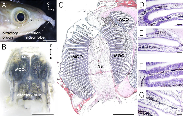 A transcriptomic reevaluation of the accessory olfactory organ in Bichir (Polypterus senegalus).