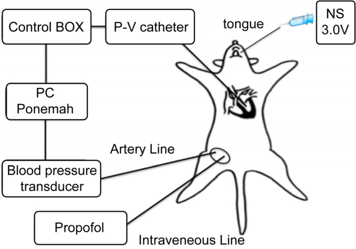 Effects of vasopressin administration in the oral cavity on cardiac function and hemodynamics in rats.