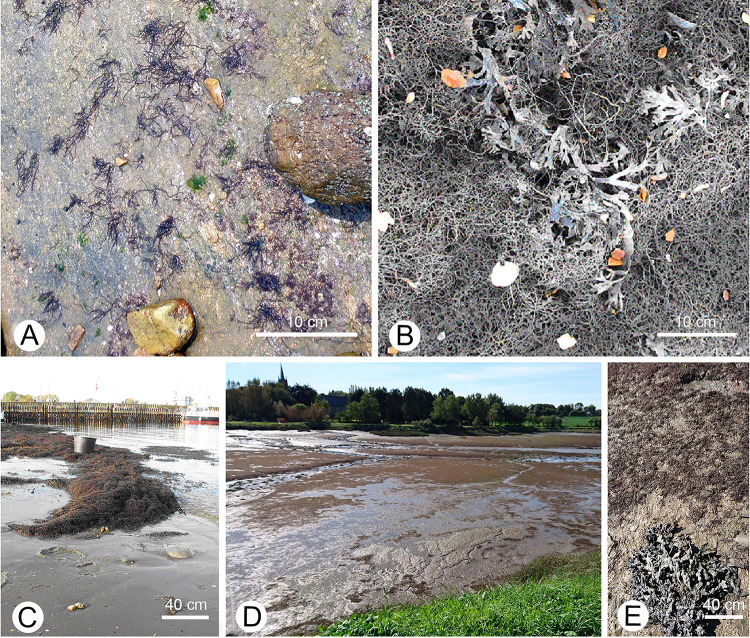 Shifting chemical defence or novel weapons? A review of defence traits in <i>Agarophyton vermiculophyllum</i> and other invasive seaweeds.