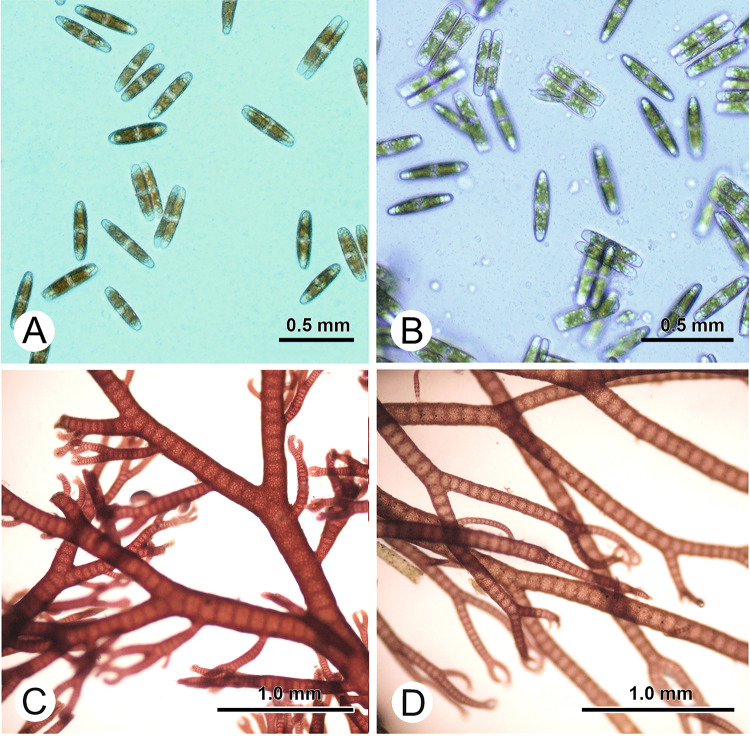 Shifting chemical defence or novel weapons? A review of defence traits in <i>Agarophyton vermiculophyllum</i> and other invasive seaweeds.