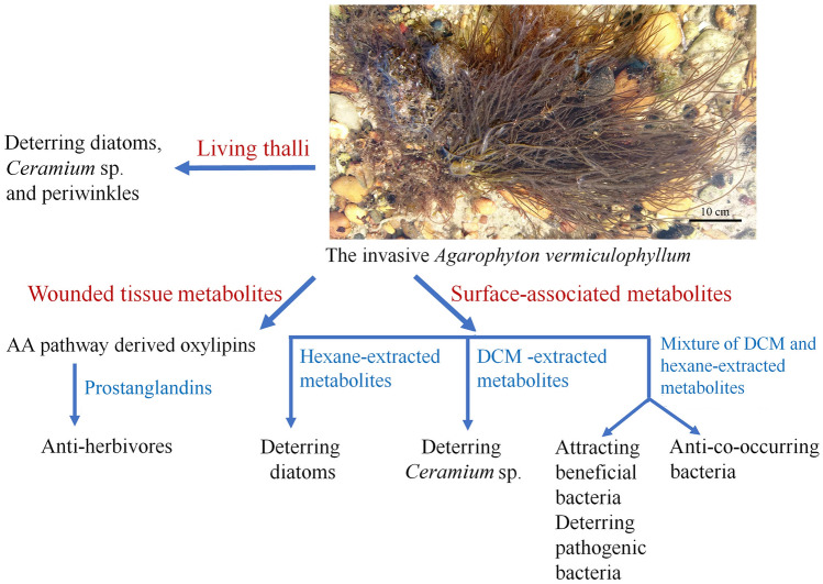 Shifting chemical defence or novel weapons? A review of defence traits in <i>Agarophyton vermiculophyllum</i> and other invasive seaweeds.