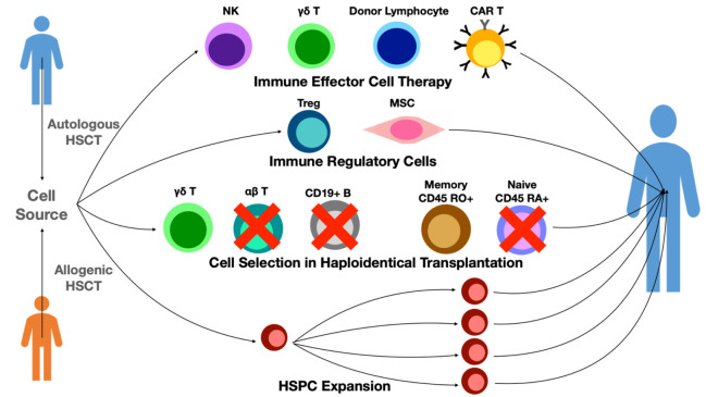 Optimizing Blood Stem Cell Transplants Through Cellular Engineering.