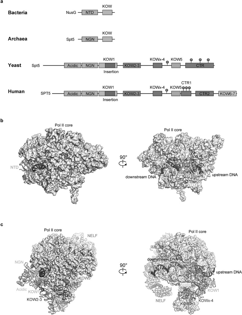 The pleiotropic roles of SPT5 in transcription.