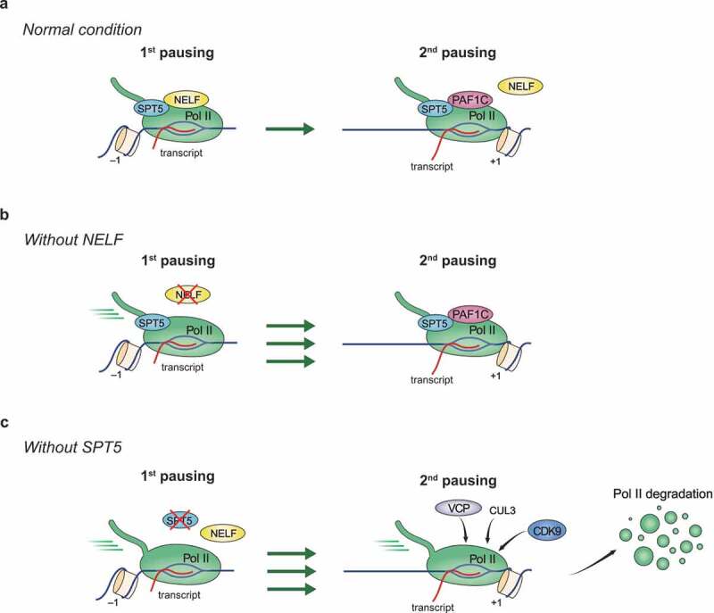 The pleiotropic roles of SPT5 in transcription.