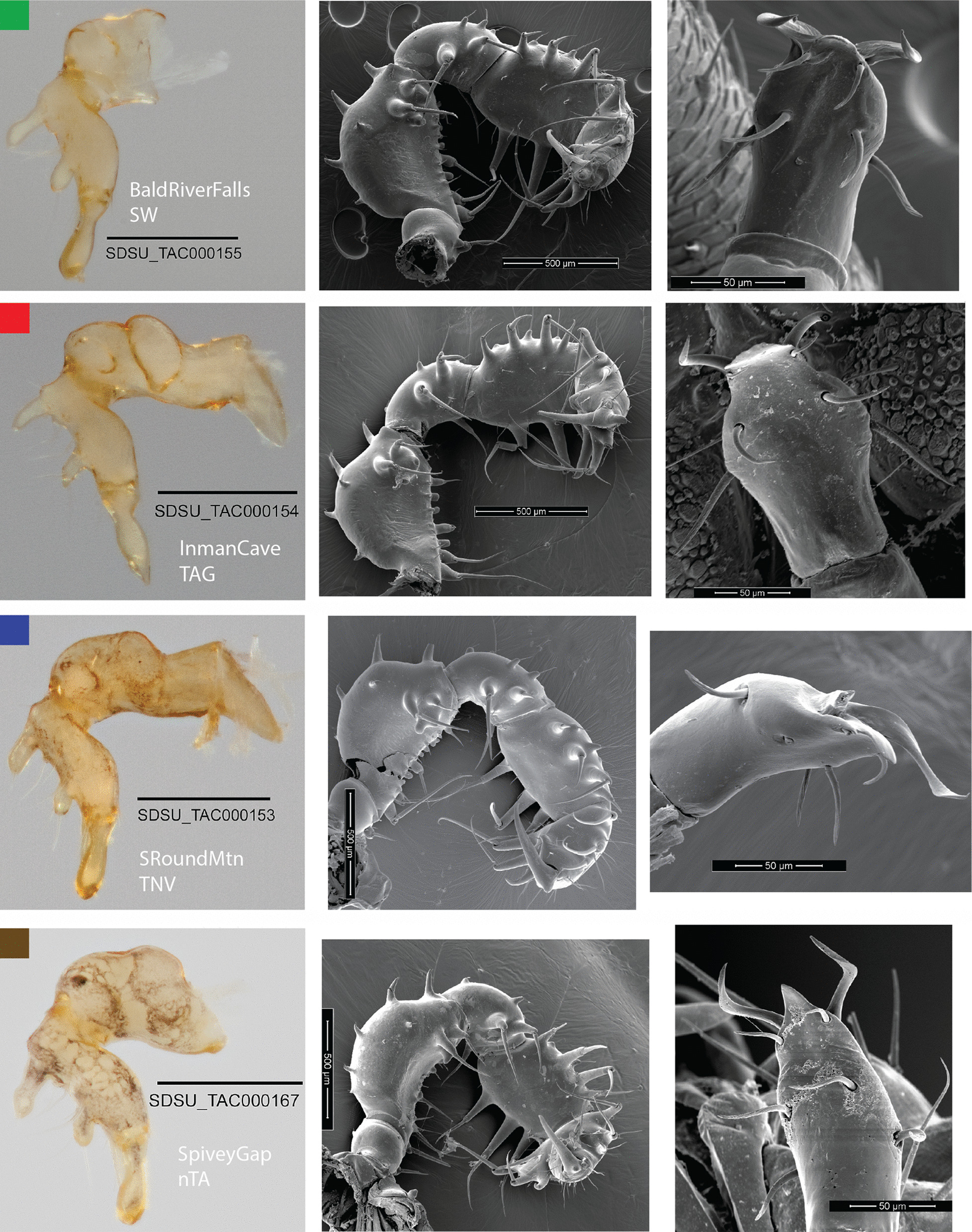 Using natural history to guide supervised machine learning for cryptic species delimitation with genetic data.